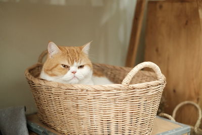 Portrait of a cat in basket