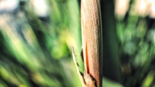 Close-up of leaf