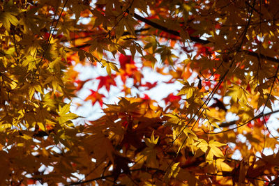 Low angle view of maple leaves on tree