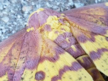 Close up of yellow butterfly