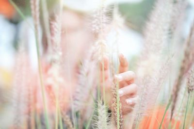 Close-up of hand holding wheat