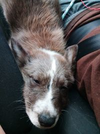 Close-up portrait of dog sleeping