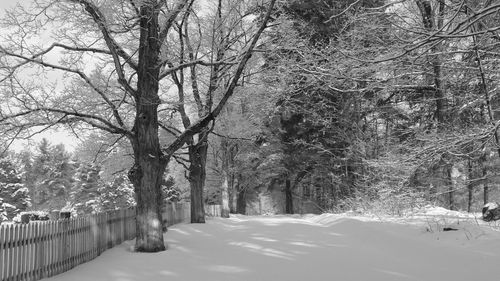 Road passing through trees