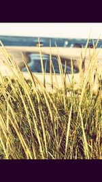 Close-up of grass on beach against sky