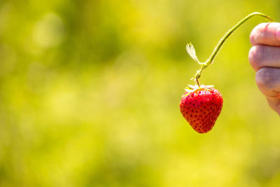 Close-up of red berries growing on plant