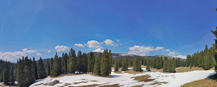 Panoramic shot of trees on landscape against blue sky