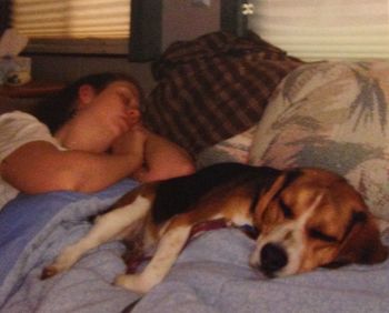 Dog sleeping on sofa