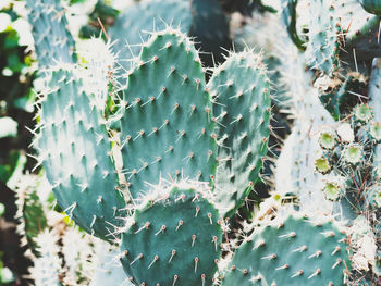 Close-up of prickly pear cactus