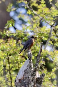Low angle view of robin bird perching on tree