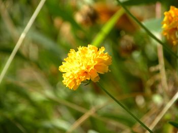 Close-up of yellow flower blooming outdoors