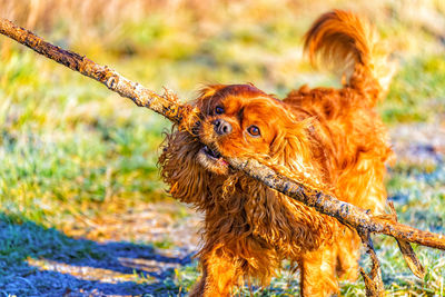 Close-up of a dog on field