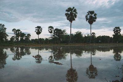 Scenic view of palm trees by lake against sky