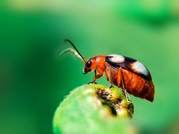 Close-up of insect on leaf