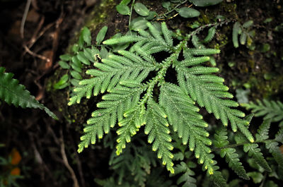 Close-up of leaves