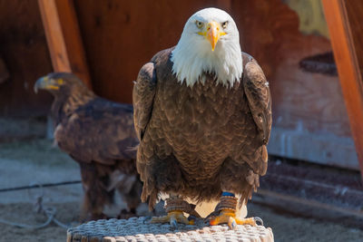 Close-up of eagle perching on wood