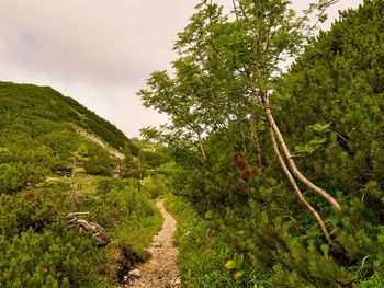 Trail amidst trees in forest against sky