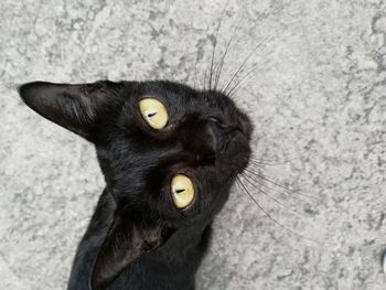 High angle portrait of black cat