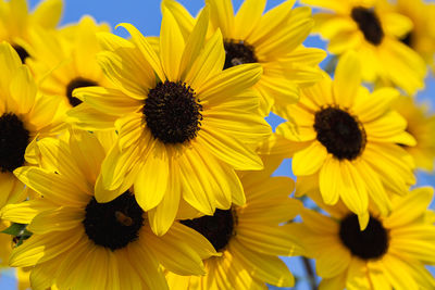 Close-up of yellow gerbera daisy