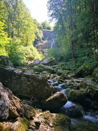 Scenic view of waterfall in forest