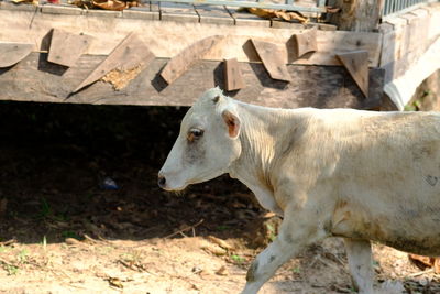 Goat standing in a field