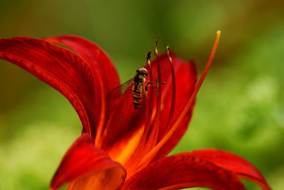 Close-up of insect on red flower