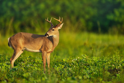 Deer in a field