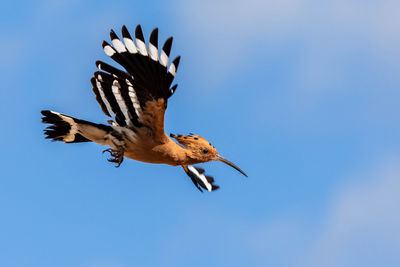 Low angle view of bird flying