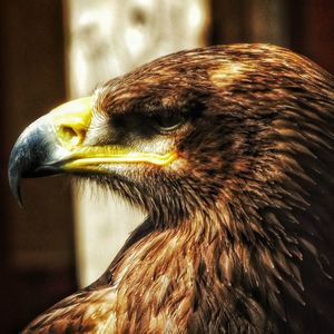 Close-up of owl