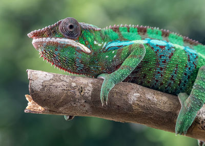 Close-up of lizard