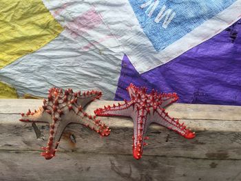 Close-up of starfishes on wood against plastic sheet