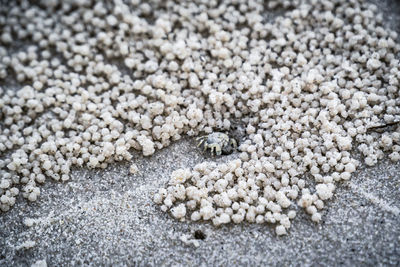 High angle view of crab on beach