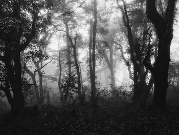 Trees in forest