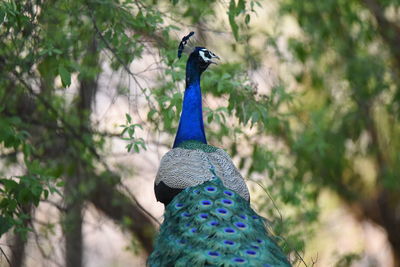 Close-up of peacock