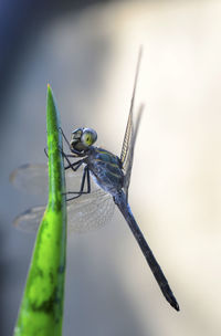 Close-up of dragonfly on leaf