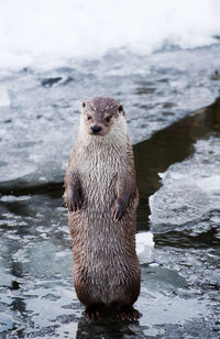 Wet sea otter standing upright surrounded by water and ice