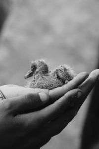 Close-up of hand holding bird