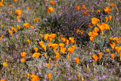 Close-up of yellow flowering plants on field