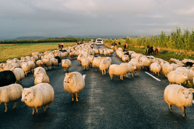 Flock of sheep on land