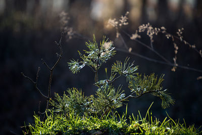 Close-up of flowering plant against trees