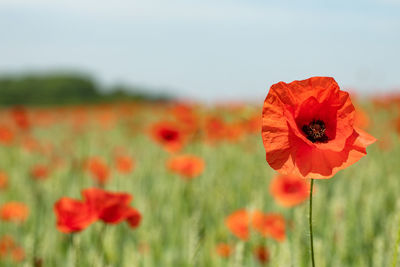 Close-up of red poppy flowers on field