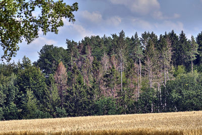 Trees on field against sky