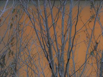 Low angle view of bare trees against sky during winter