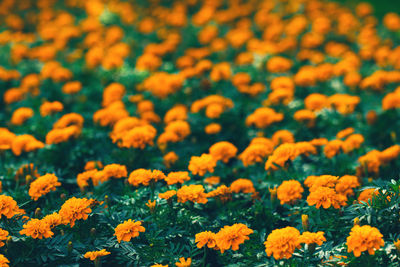 Closeup of orange marigolds with green leaves in garden