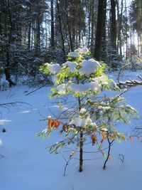 Close-up of tree in forest during winter