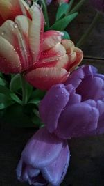 Close-up of flower against blurred background