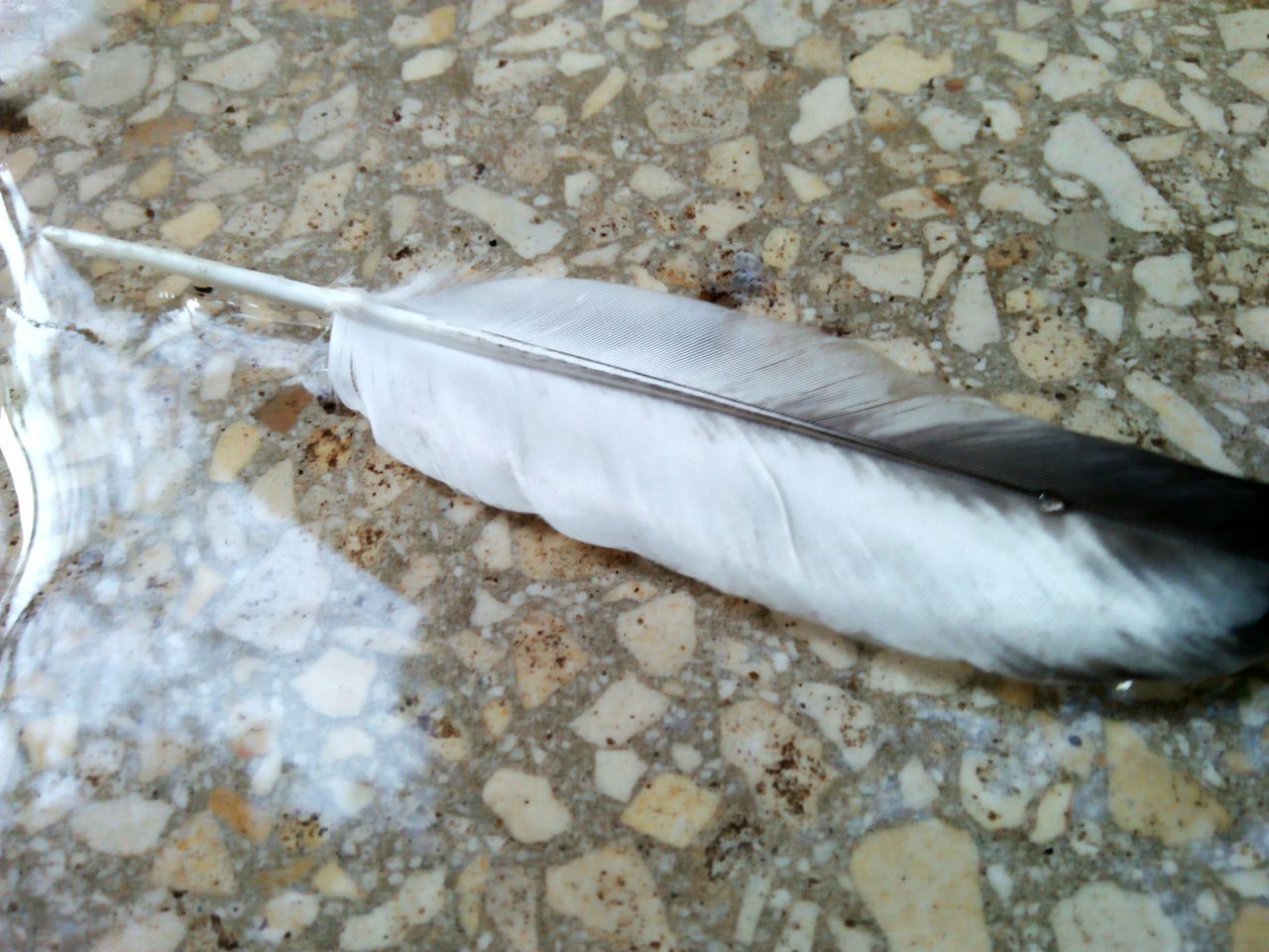 HIGH ANGLE VIEW OF WHITE FEATHER ON GROUND