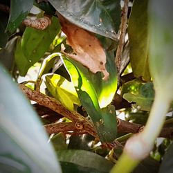 High angle view of leaves