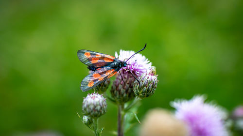 Close-up of butterfly pollinating on purple flower