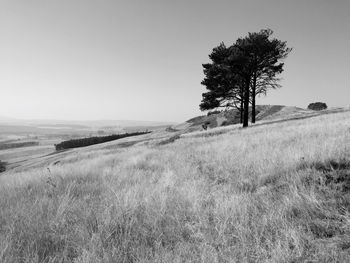 Tree on field against clear sky