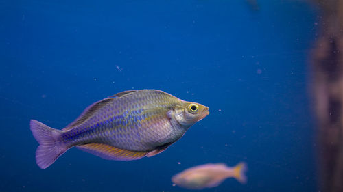 Close-up of fish swimming in sea